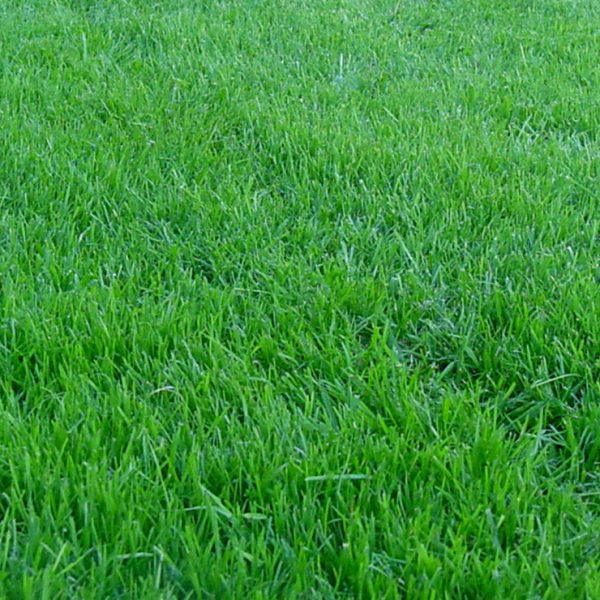 Газонная трава Мятик луговой Геронимо 20 1 Газонная трава Мятик луговой Геронимо 20