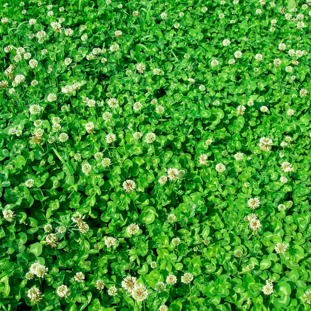 Трава белый клевер фото и описание